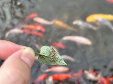 沙埔消殺四害——6個(gè)防治方法徹底消滅臭蟲(chóng)危害